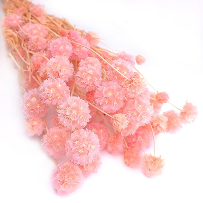 Скабиоза кустовая (25-40шт. в букете), 90-100г, розовый