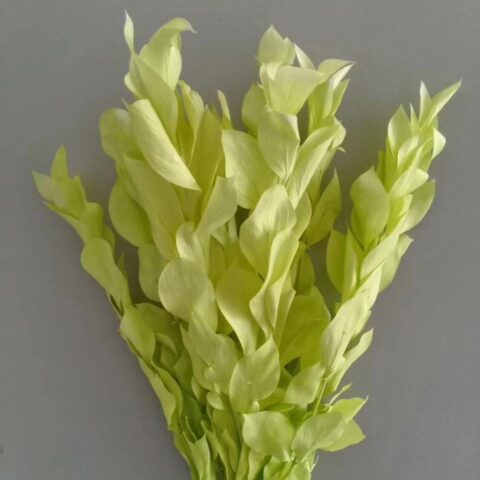 Рускус Израильский 5шт/упак, светло-зеленый