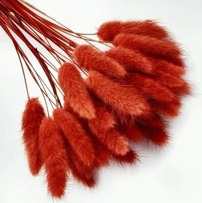 Лагурус 58-60см, 60шт/упак, красный