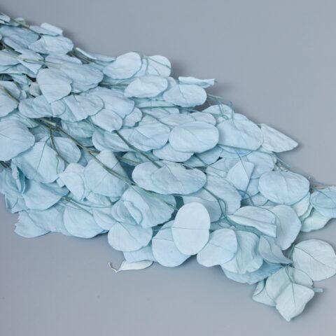 Эвкалипт Популус Экстра 65-70см, 100гр, голубой