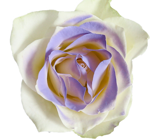 Спрей-краска для цветов 450 мл, светло-фиолетовый