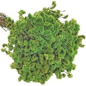 Лимониум цветущий 70см, 120г, зеленый