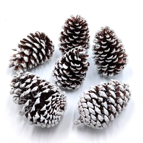 Набор шишек D7-8см/H10-11см, 0,5 кг, белые