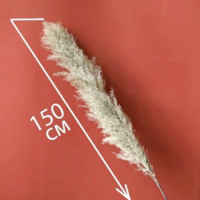 Кортадерия 1,5м, 1шт, натуральный