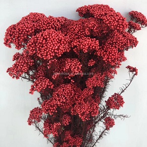 Озатамнус,60 см,90 г, красный