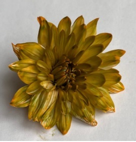 Краска флористическая №39 (Хаки), 0,300л