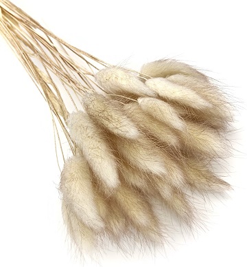 Лагурус 58-60см, 30шт/упак, палевый