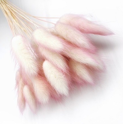 Лагурус 58-60см, 30шт/упак, палевый розовый