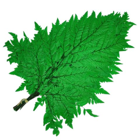 Папоротник 45см, 10шт/упак, зеленый