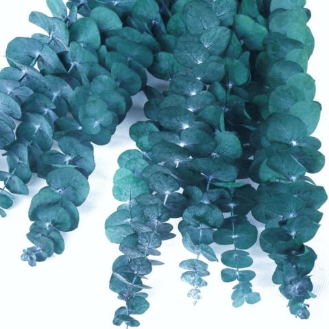 Эвкалипт Беби Блу 55-60см, 80гр, голубой