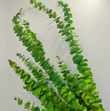 Эвкалипт Беби Блу Экстра 55-60см, 80гр, зеленый