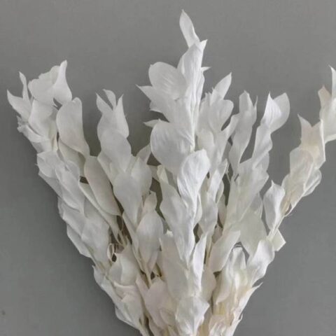 Рускус Израильский 5шт/упак, белый