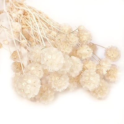 Скабиоза кустовая (25-40шт. в букете), 90-100г, кремовый