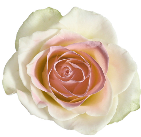 Спрей-краска для цветов 450 мл, пудровый