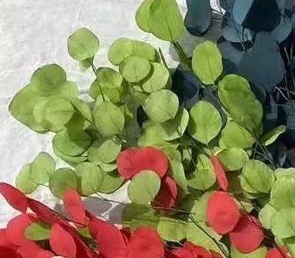 Эвкалипт Популус Экстра 65-70см, 100гр, зеленый