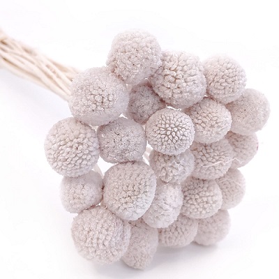 Краспедия 50-53см, 20шт/упак, серо-сиреневый