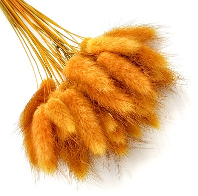 Лагурус 58-60см, 30шт/упак, оранжевый