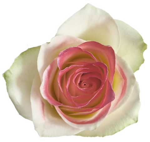 Спрей-краска для цветов 450 мл, ярко-розовый