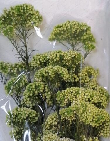 Озатамнус,60 см,90 г, салатовый