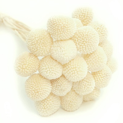 Краспедия 50-53см, 20шт/упак, кремовый