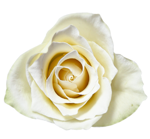 Спрей-краска для цветов 450 мл, белый