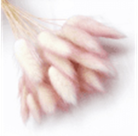 Лагурус 58-60см, 60шт/упак, палевый розовый