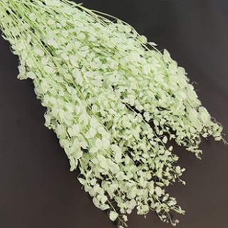 Лунария 70см, 80г, светло-салатовый