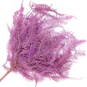 Папоротник Амбрелла 45см, 10шт/упак, сиреневый