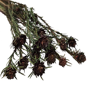 Каапс Тортум 60см, 120г