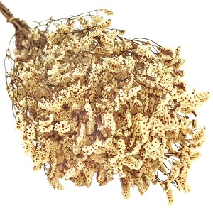 Лимониум цветущий 70см, 120г, кремовый