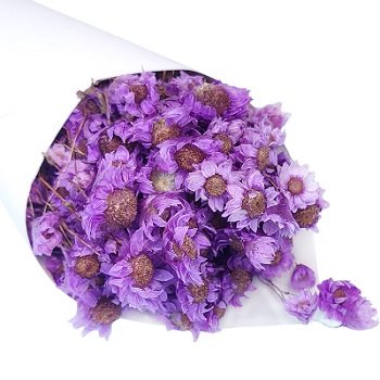 Акроклинум 50 см (70 гр), сиреневый