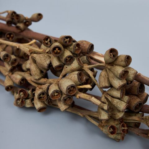 Плоды Эвкалипта Робуста 55см, 150г, натуральный