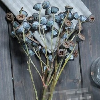 Плоды Эвкалипта Робуста 55см, 150г, натуральный