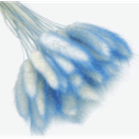 Лагурус 58-60см, 60шт/упак, палевый синий