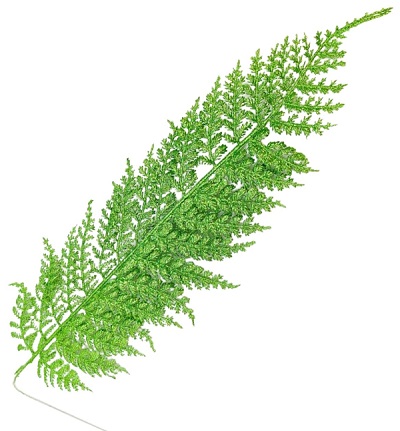 Ветка 55см. с глиттером, зелёный