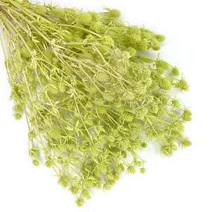 Эрингиум 100гр, салат пастель