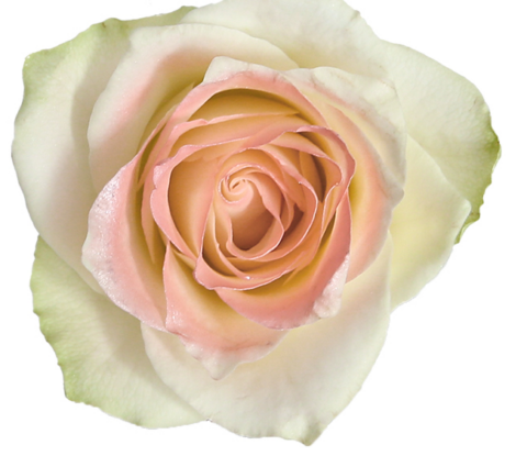 Спрей-краска для цветов 450 мл, нежно-розовый