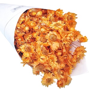 Акроклинум 50 см (70 гр), оранжевый