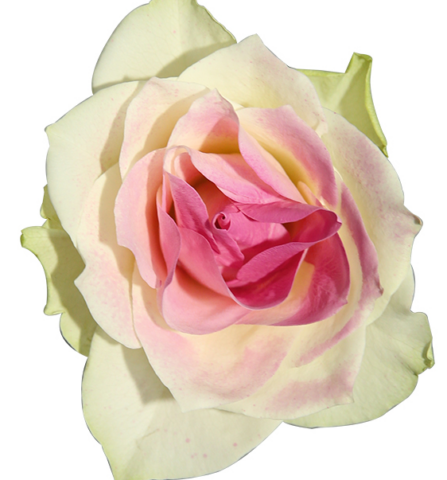 Спрей-краска для цветов 450 мл, щербет