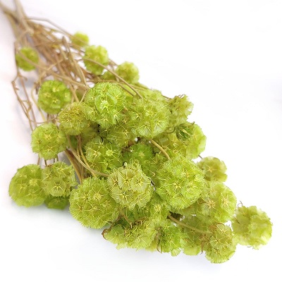 Скабиоза кустовая (25-40шт. в букете), 90-100г, зеленый