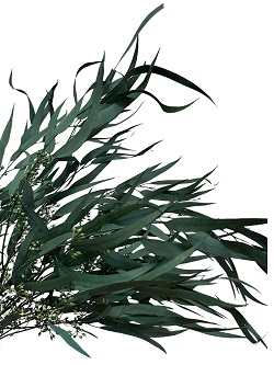 Эвкалипт Николи с ягодами 65см, 100г, зеленый