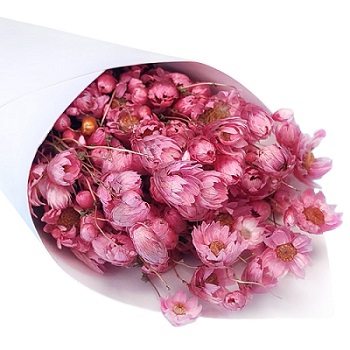 Акроклинум 50 см (70 гр), розовый