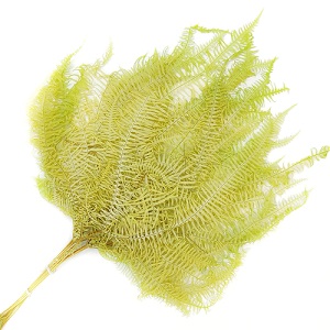 Папоротник Амбрелла 45см, 10шт/упак, зеленый чай