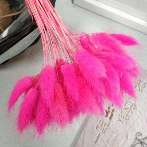 Лагурус 58-60см, 30шт/упак, фуксия