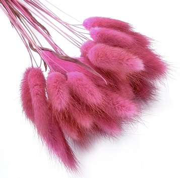 Лагурус 58-60см, 30шт/упак, брусника