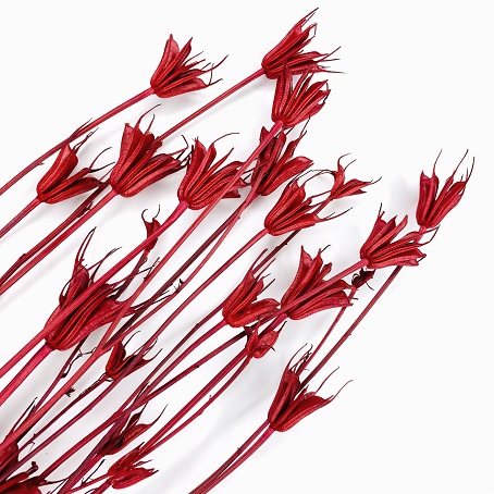 Нигелла (парафломис), красный