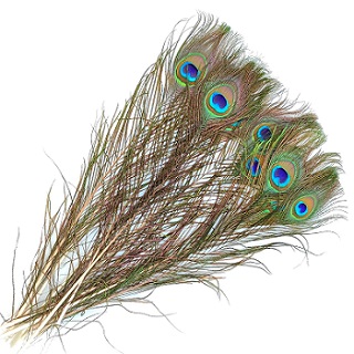 Перо павлина 40-45 см, упак 10 шт.