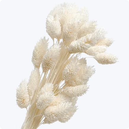 Сухоцветы, Перья