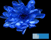 Краска флористическая №04 (Синий), 0,300л