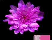 Краска флористическая №09 (Ярко-розовый), 0,300л